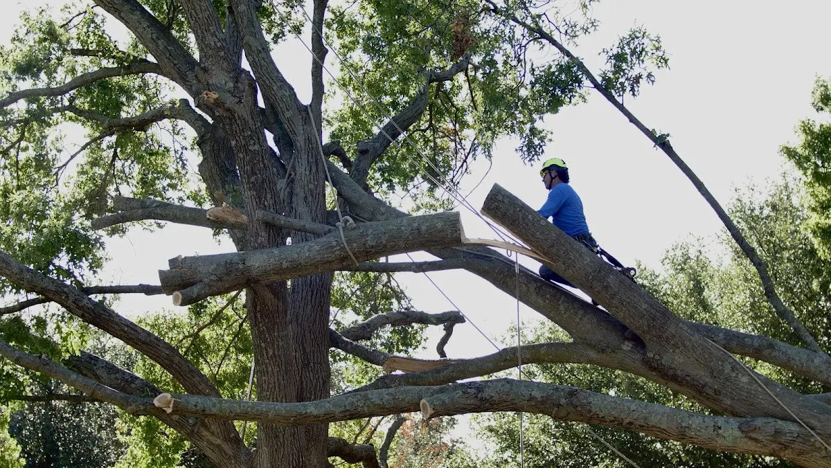 Professional Hazardous Tree Removal performed by certified arborists in Freeman